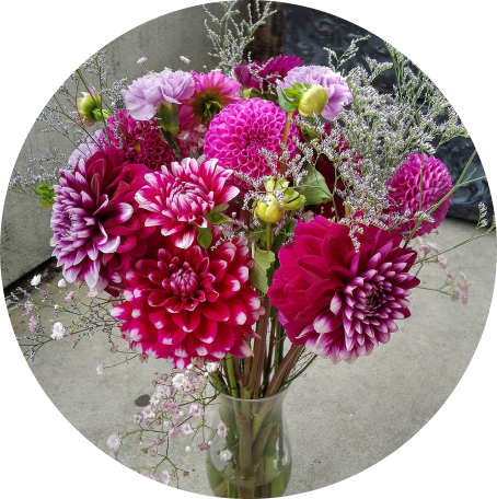 Bouquet of pink dahlias in a vase